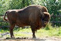 Cattle, pigs and ponies introduced to bison rewilding project
