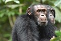 Chimpanzees go to hilltops to gather information about rival groups, study finds