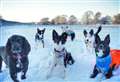 PICTURES: Pets enjoy the snow in the Highlands