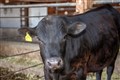 First gene-edited livestock created that can serve as ‘surrogate sires’ – study
