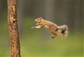 WATCH: New citizen science project to help endangered red squirrels in the Highlands
