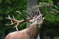 Monarch of the Glen should be respected says Highlands MSP