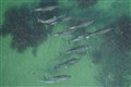 Scientists use drones to identify whether dolphins are pregnant
