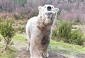 WATCH: Brodie the polar bear demolishes his special Valentine's Day treats 