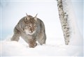 WATCH: First Minister John Swinney’s refusal to reintroduce lynx is slammed