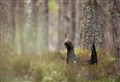 Cairngorms capercaillie: a five-year recovery plan