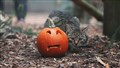 Closing in on his Halloween prey.