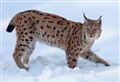 Lynx sighting near Kingussie sparks police ‘do not approach’ warning