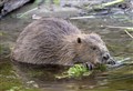 Next steps could see beavers return to the Cairngorms by this Autumn