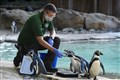 ZSL London Zoo holds annual animal weigh-in amid Covid-19 financial pressure