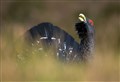 Man charged with disturbing a capercaillie lek in Strathspey at weekend
