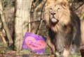 Mane event for Valentine's Day