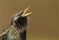 Record numbers flock to RSPB Big Garden Birdwatch