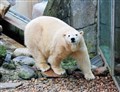 Mixed reaction to Kincraig's polar bear birth