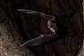 Vampire bats socially distance when they are sick, study suggests