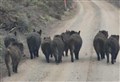 The Badenoch boars: were all of them culled?