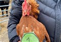 VIDEO: Time for a friendly flutter on Cairngorms chicken run