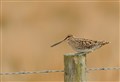 Worrying falls in populations of waders in Badenoch and Strathspey stronghold