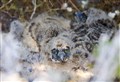 Cairngorms raptors thrive as conservation efforts soar