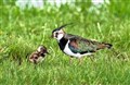 'Peesie' way to help out waders