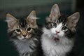 Pet shop Jollyes plans 20 new sites after locked down Britons buy animals