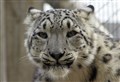 Snow leopard cubs on the move to new home from Highland Wildlife Park