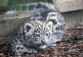 Three snow leopard cubs named in honour of their homeland