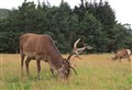 Warning to be on look-out for deer on roads in Badenoch and Strathspey