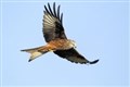 Police investigate Tomatin red kite death