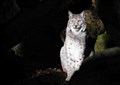 Return of predator has 'missing lynx'