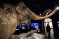 Climate change, not humans, caused extinction of woolly mammoths – study