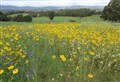 Wildflower project in Strathspey enjoys sweet smell of success