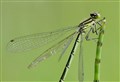 No place like home for rare northern damselfly in Badenoch and Strathspey