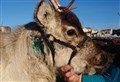 Young reindeer calf Fez is touch and go after dog attack