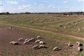 Thousands of healthy pigs culled because of lack of butchers, say farmers
