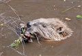 Farmers' fears allayed over beaver return in Badenoch and Strathspey