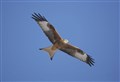 Appeal for information follows shooting of Cairngorms kite