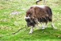 Rare ox beating the odds at Highland wildlife park