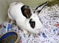 Highland charity says 'rescue pets make great pets'