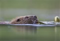 Beaver campaigners win right to challenge Holyrood's killing policy