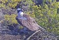 Hopes osprey love affair will resume at famous nest in Cairngorms