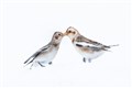 One of Andy Howard's photos.