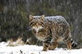 Wildcat has new friends