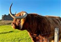 One of the Highlands’ best loved duos move onto heavenly pastures