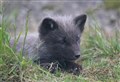 Chance to name one of the new Arctic Fox cubs
