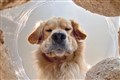 Pets from 81 countries vie for £3,000 comedy photography award