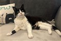 Veteran 21-year-old moggy among winners at Alternative Cat Awards