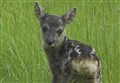 Highlanders urged 'Do not give fawns a home' 