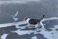 Larry the cat’s tussle with pigeon on Downing Street adds to Brexit drama