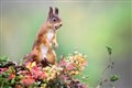 Red squirrel conservation project seeks donations after early successes